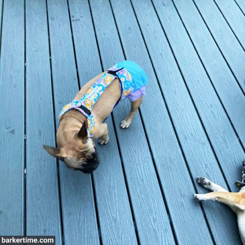 louise - Boisvert 2 - barkertime french bulldog dog diaper