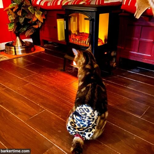 Conchuir 2 - barkertime cat diaper stud pants