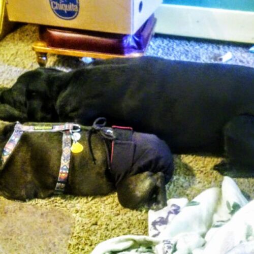 lexie - barkertime french bulldog dog diaper