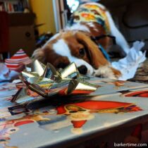 Bunny (black) & Sparkie (cavalier) – Smith 2 – barkertime