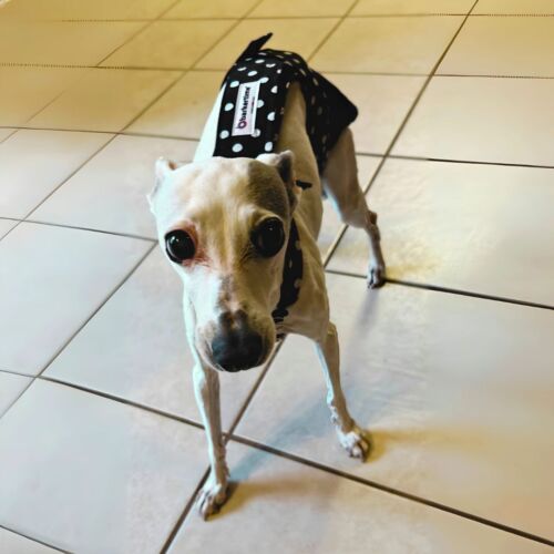 italian greyhound dog diaper
