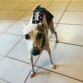 italian greyhound dog diaper