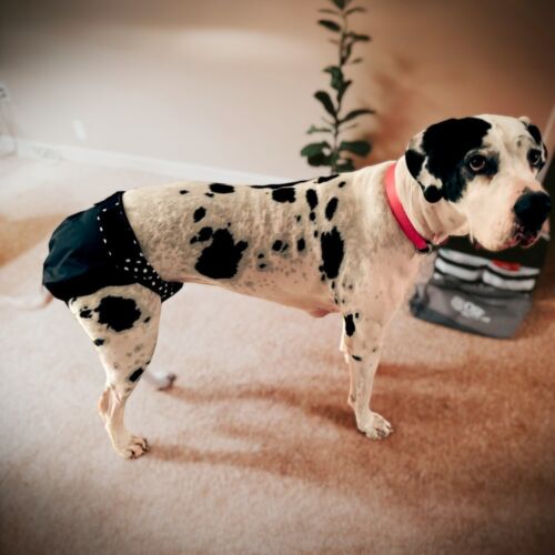 great dane dog diaper