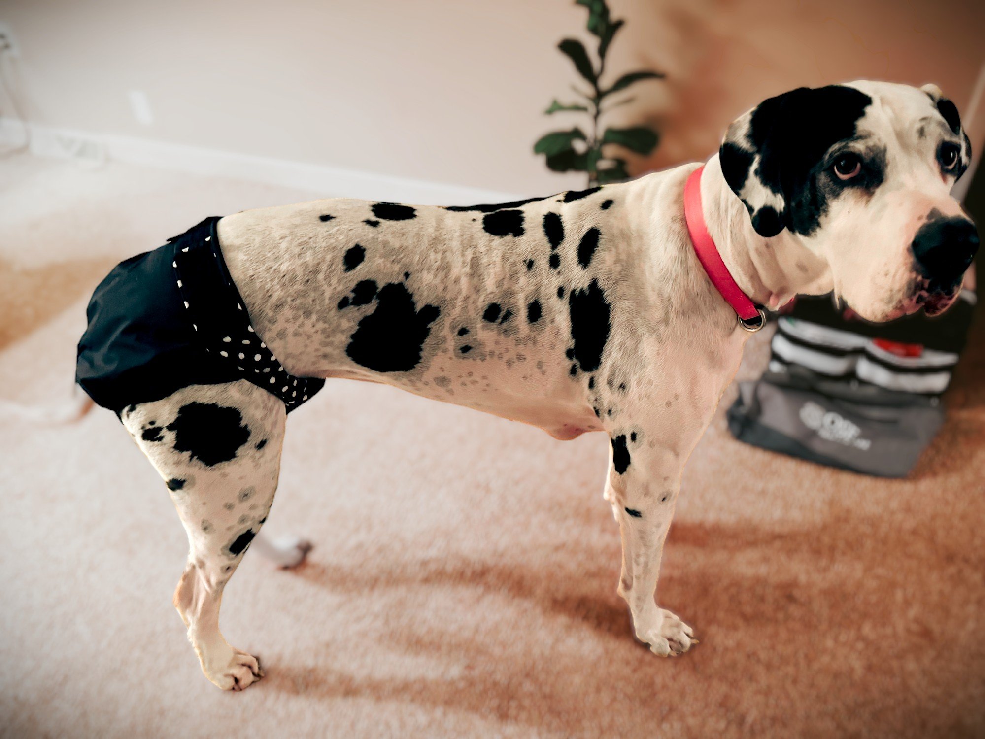 great dane dog diaper