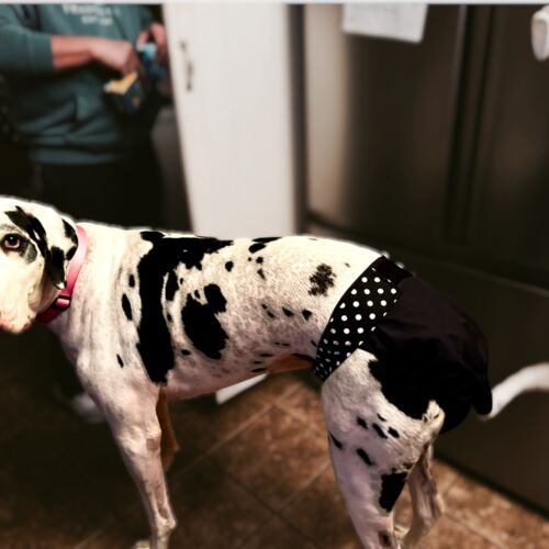 Navy - Shannon 2-Photoroom great dane dog diaper