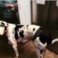 great dane dog diaper