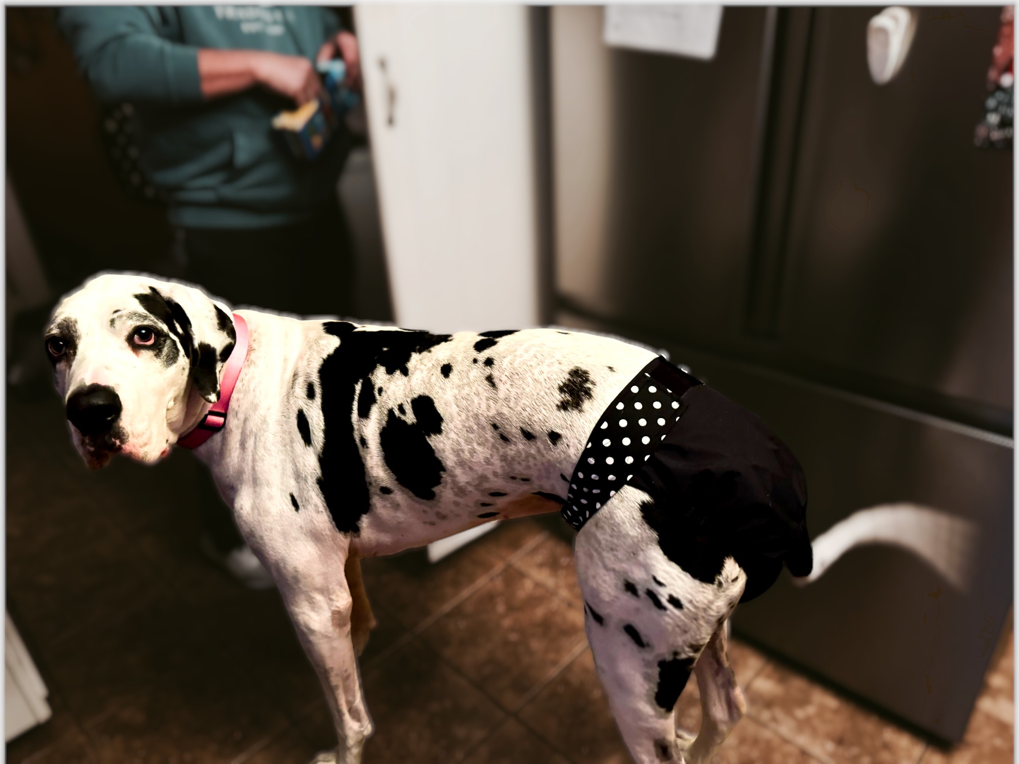 great dane dog diaper