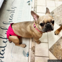 Penny – Hibbins 3 – barkertime french bulldog dog diaper
