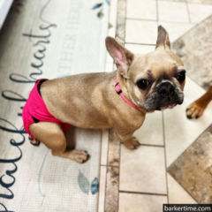 french bulldog dog diaper