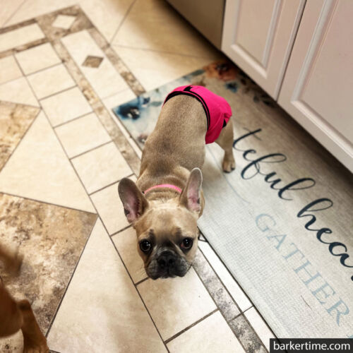 Penny - Hibbins 4 - barkertime french bulldog dog diaper