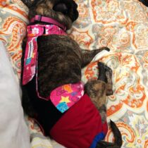 french bulldog dog diaper