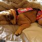 english bulldog dog diaper