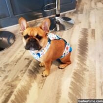 french bulldog dog diaper