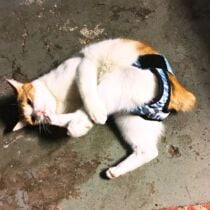 Blue Plaid Waterproof Washable Cat Diaper Pull-up