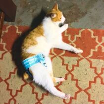 Blue Plaid Waterproof Washable Cat Diaper Pull-up