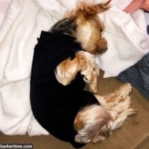 Junior – Whaley – barkertime yorkie recovery suit peejama