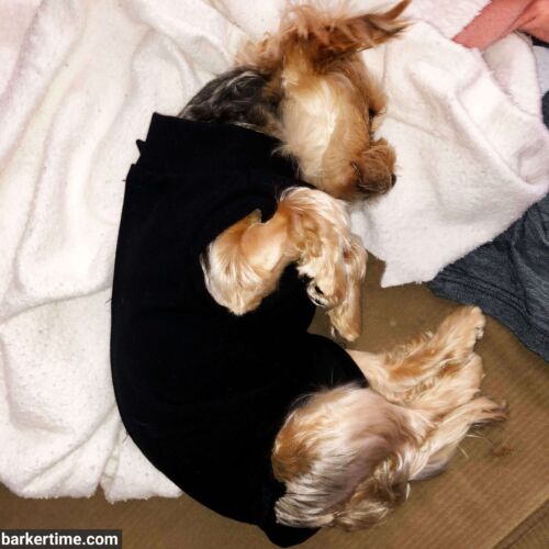 Junior - Whaley - barkertime yorkie recovery suit peejama