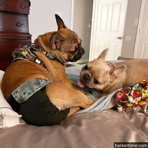 Athenia - Hibbins 2 - barkertime FRENCH BULLDOG DOG DIAPER