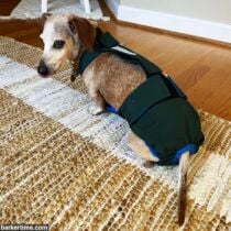 mini dachshund dog diaper