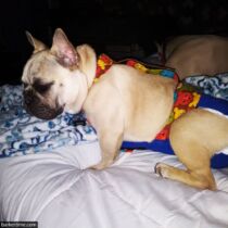 french bulldog dog diaper