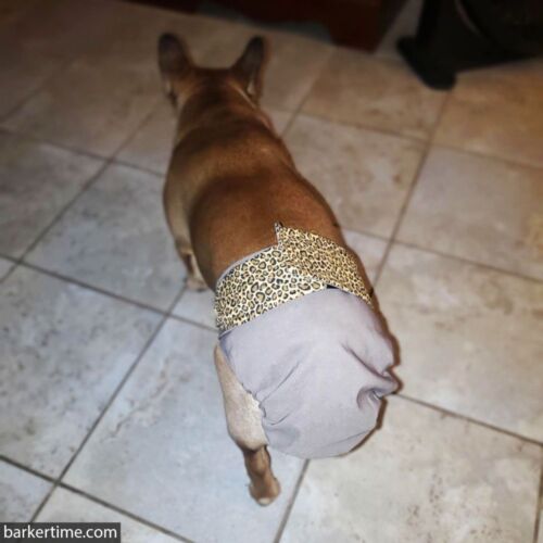 Dutchess - oralee shelton 1 - barkertime french bulldog dog diaper