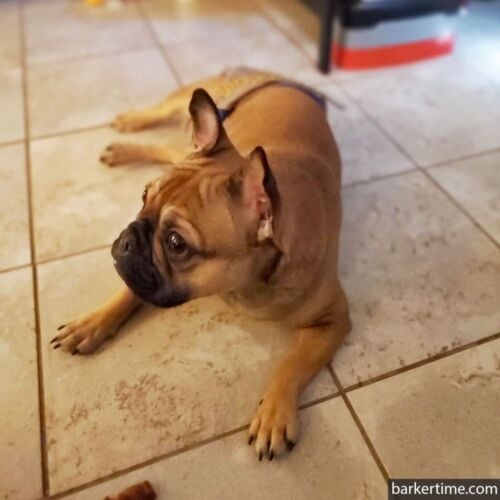 Dutchess - oralee shelton 2 - barkertime french bulldog dog diaper