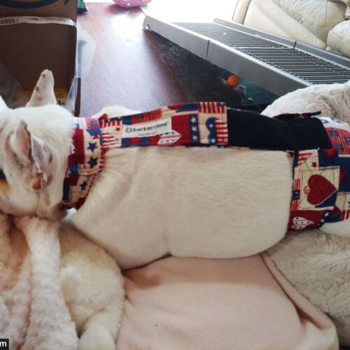 Ethne Isabeau Rue 1 - barkertime french bulldog dog diaper overall