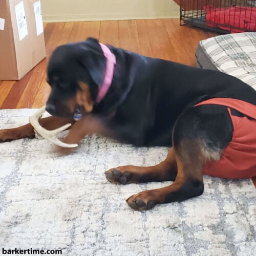 Freya - Quilla - barkertime rottweiler dog diaper