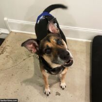 Terrier shepherd dog diaper