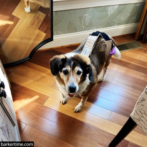 Libby - Hoffman - barkertime beagle dog diaper