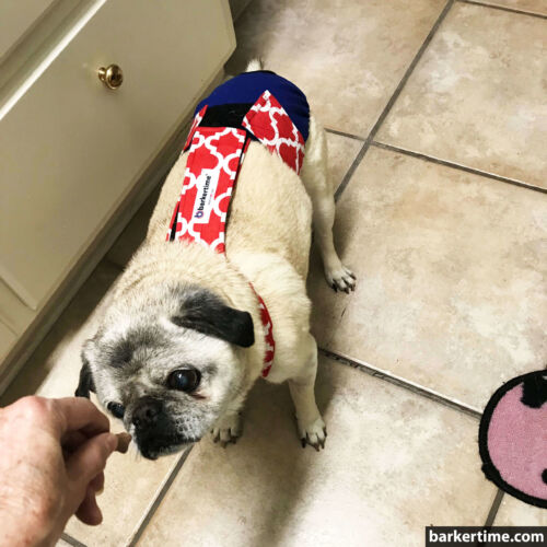 pug dog diaper