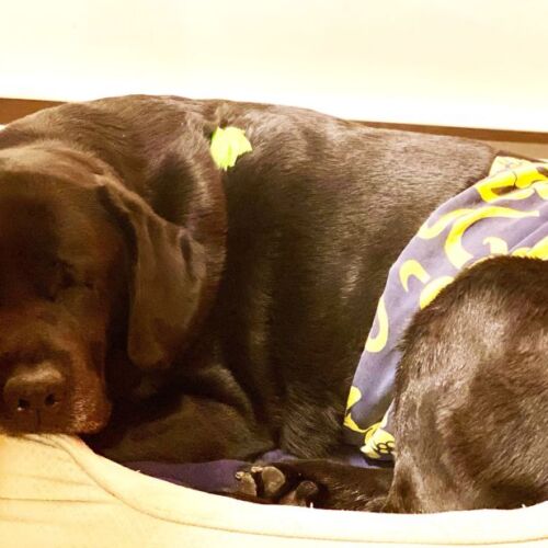 Rebel - Horn - barkertime chocolate labrador dog belly band diaper