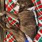 cane corso large breed dog diaper