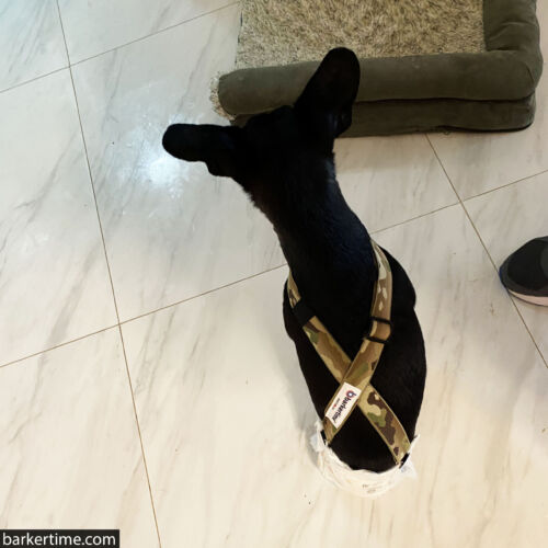 catherine - barkertime dog diaper suspender