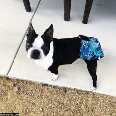 boston terrier dog diaper