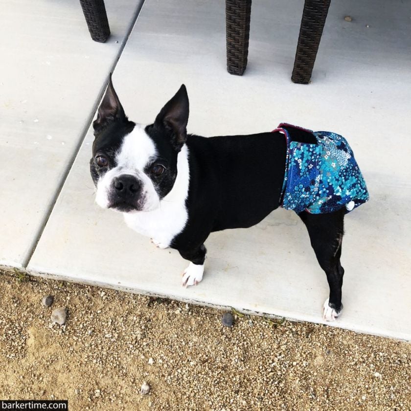 How dog diapers for poop work for dogs with fecal incontinence