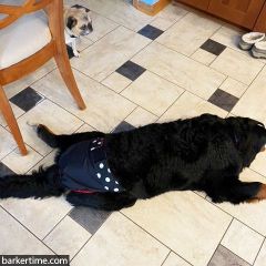 Bernese Mountain Dog diaper large breed