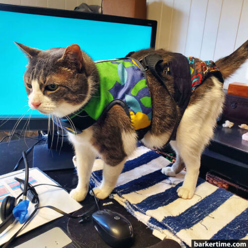 Neko - Love 1 - barkertime cat diaper stud pants