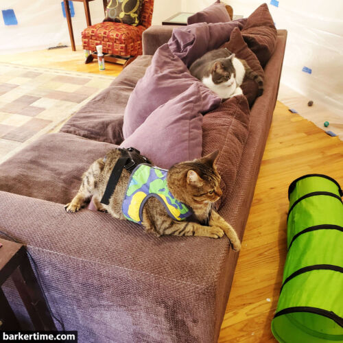 Neko - Love 2 - barkertime cat diaper stud pants