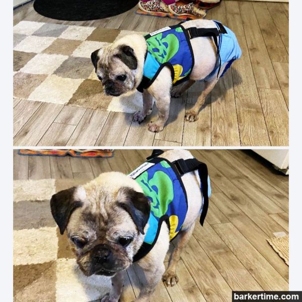pug dog diaper harness suspender