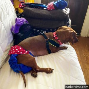 dachshund dog diaper
