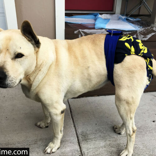 IMG_3797 4.HEIC dog diaper snappy