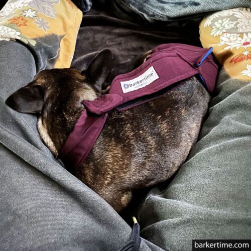 Miso - Rice - barkertime french bulldog dog diaper