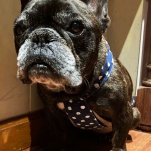 french bulldog dog diaper