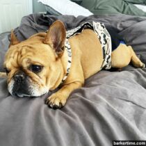 french bulldog dog diaper