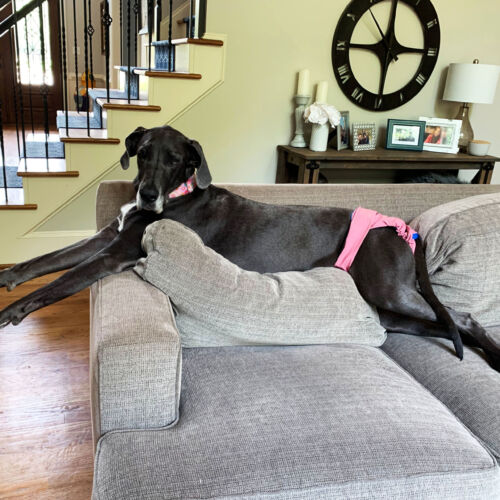 Frannie - Bakal 1 - barkertime great dane dog diaper