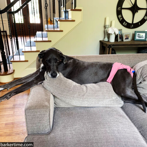 Frannie - Bakal 2 - barkertime great dane dog diaper