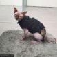 sphynx cat diaper stud pants