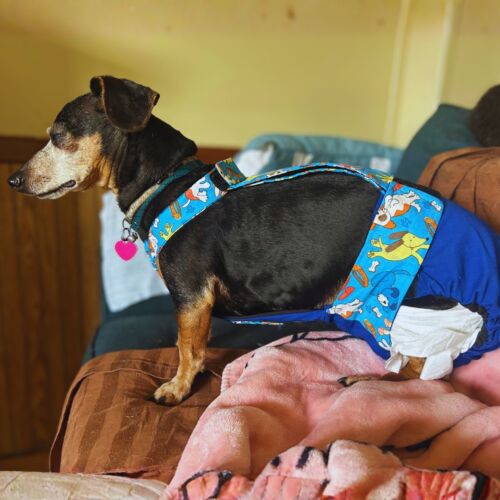 Reba Reed 2 cv dachshund dog diaper