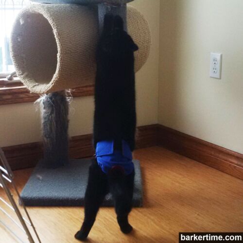 Midnight Louis - barkertime cat diaper stud pants